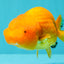 Red Lionchu Female 4.5-5 Inches #100226LC_17