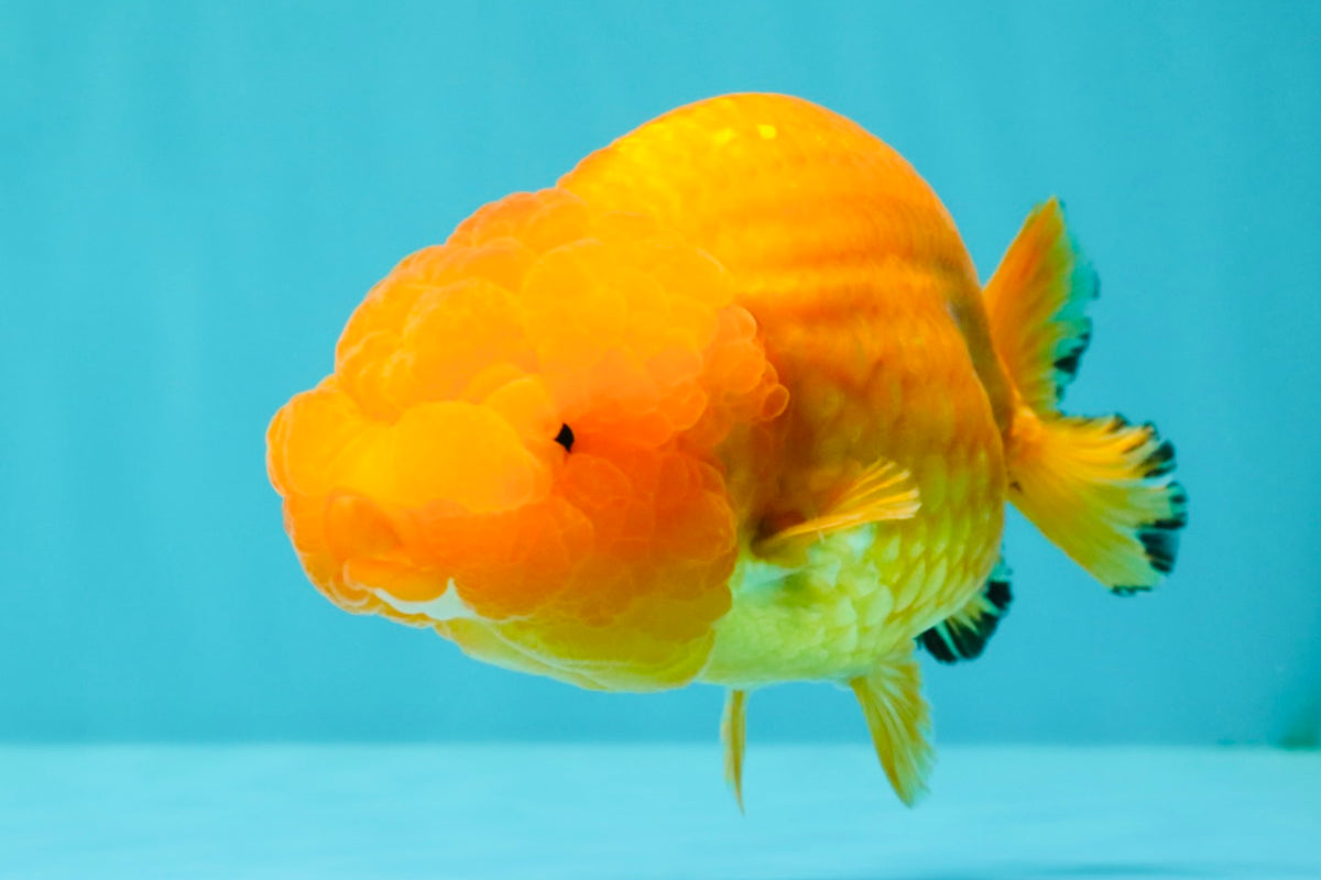 Red Lionchu Female 4.5-5 Inches #100226LC_17