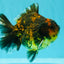 CHONKY A Grade Tiger Oranda Male 5-5.5 inches #090426OR_04