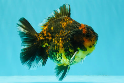CHONKY A Grade Tiger Oranda Male 5-5.5 inches #090426OR_04