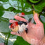 AAA Grade Tricolor Oranda Male 4.5 inches #0913OR_09