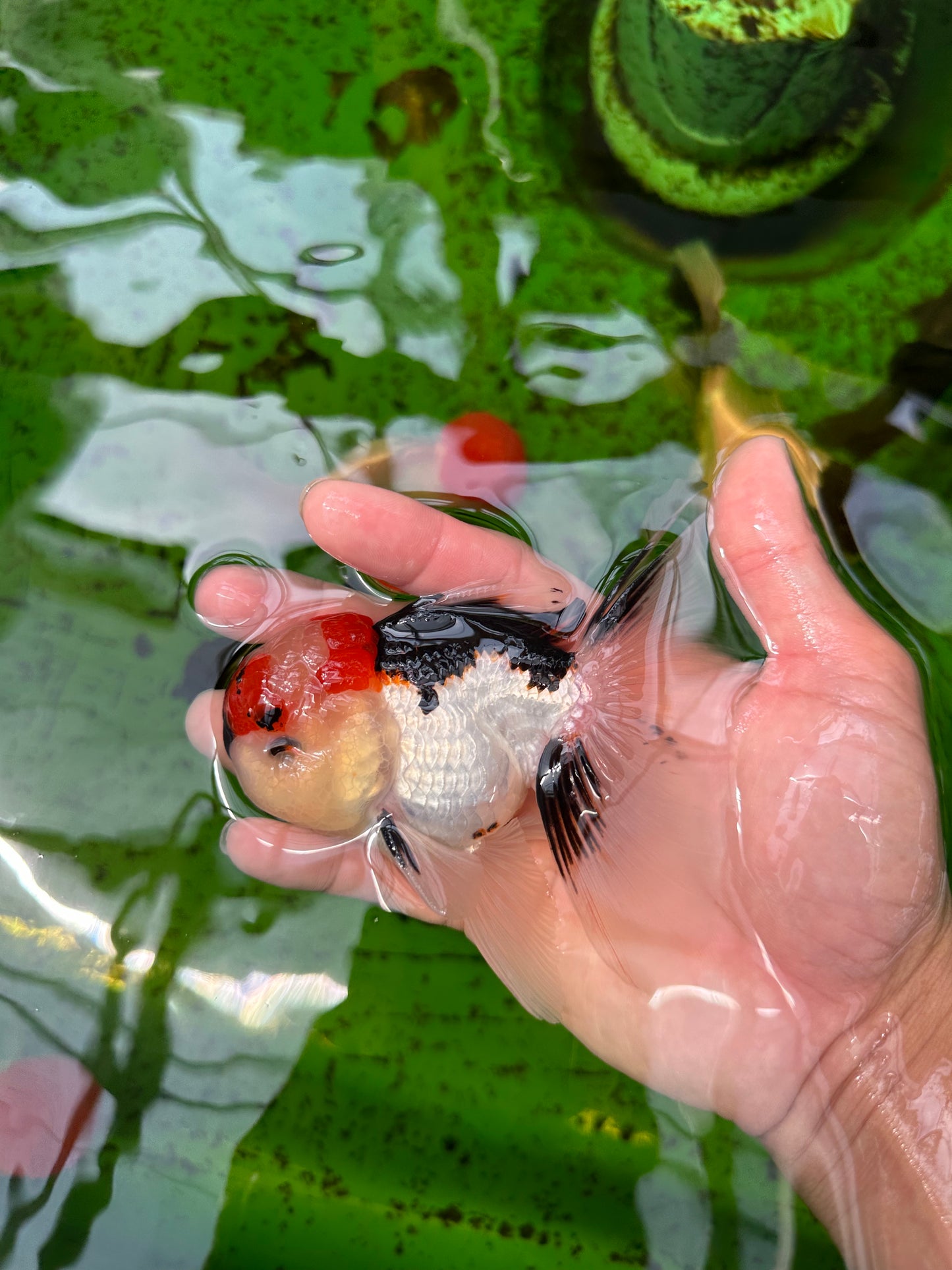 AAA Grade Tricolor Oranda Male 4.5 inches #0913OR_09