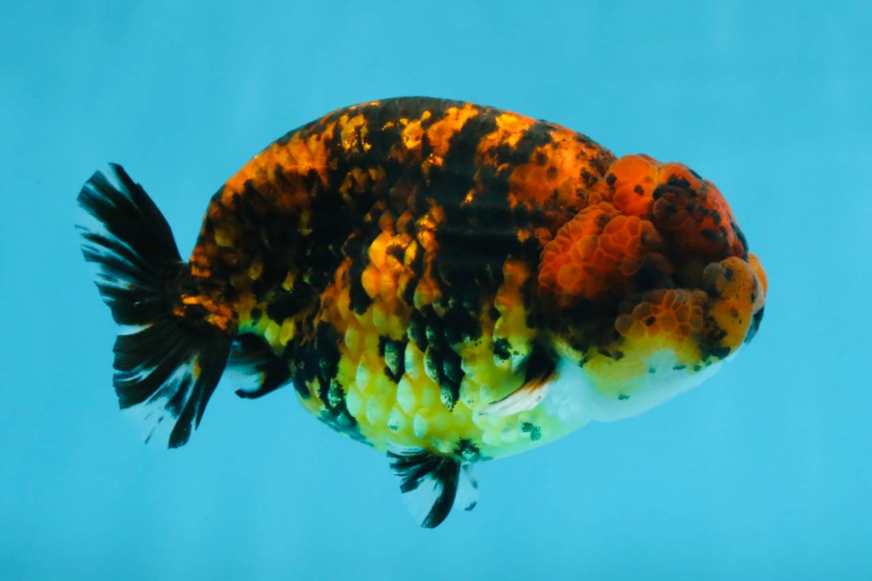 A Grade Tiger LionKing 4.5-5 inches #071125LC_03