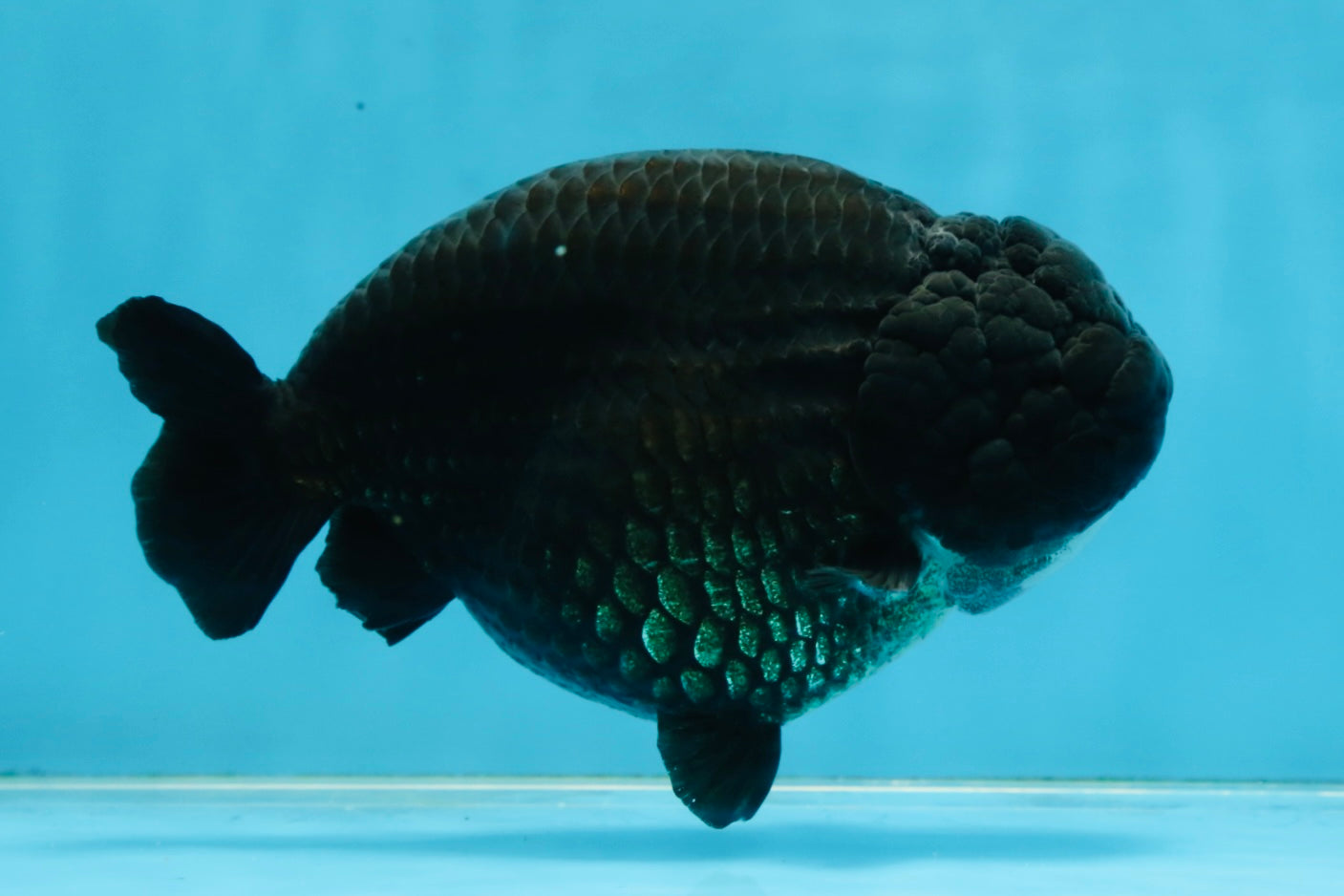 AAA Grade Black Strong Body Structure LionQueen 5.5 inches #101725LC_21