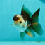 Panda Oranda Male 3.5-4 inches #1018OR_16