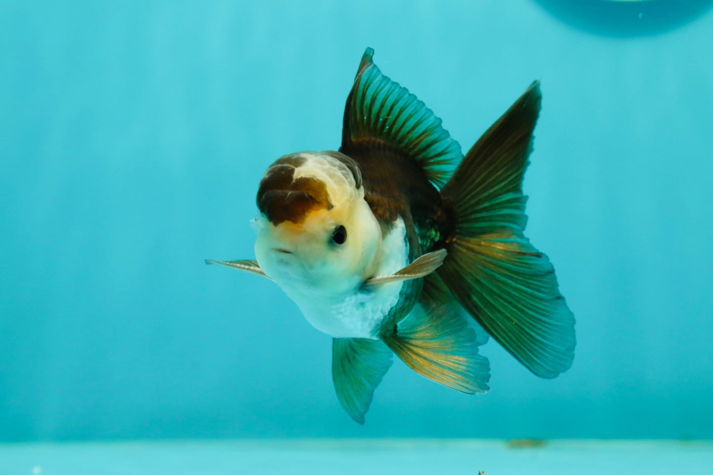 Panda Oranda Male 3.5-4 inches #1018OR_16