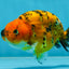 A Grade Tiger LionQueen 4-4.5 inches #051625LC_05