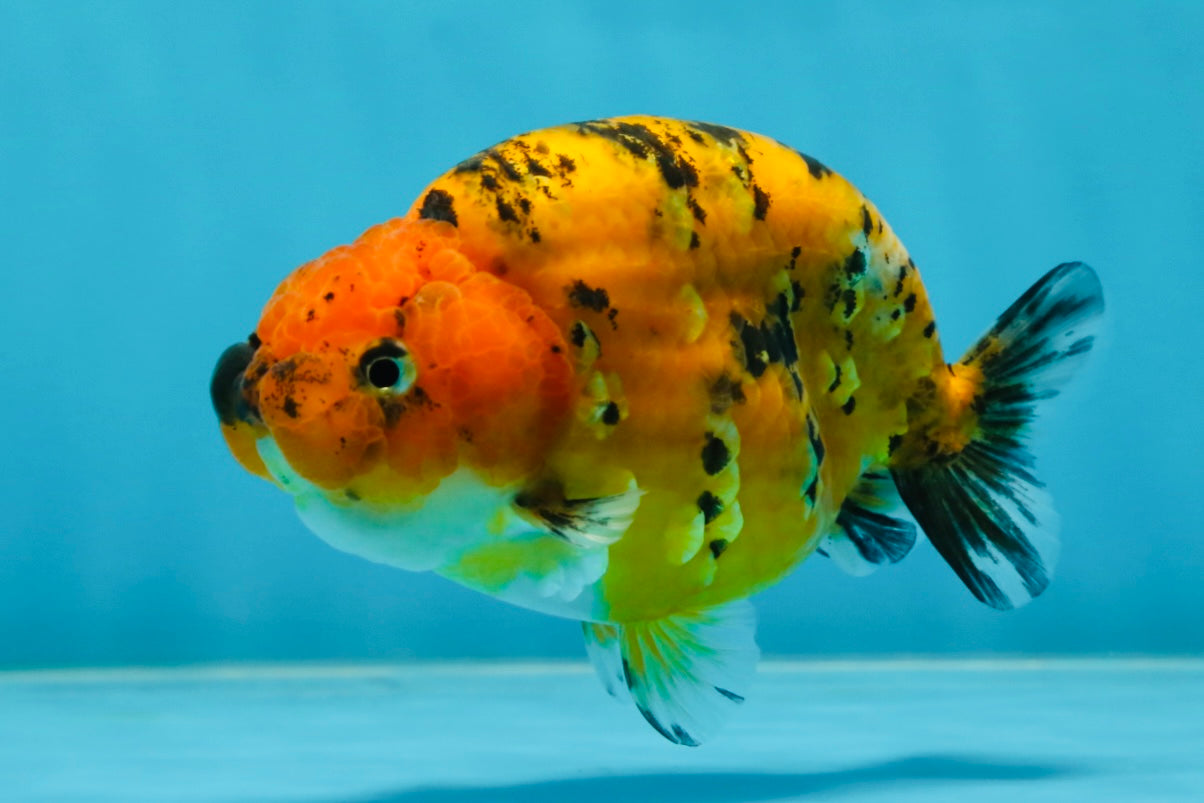 A Grade Tiger LionQueen 4-4.5 inches #051625LC_05