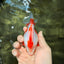UNIQUE AAA Grade Red White Ryukin Male 4-4.5 inches #050126RK_01
