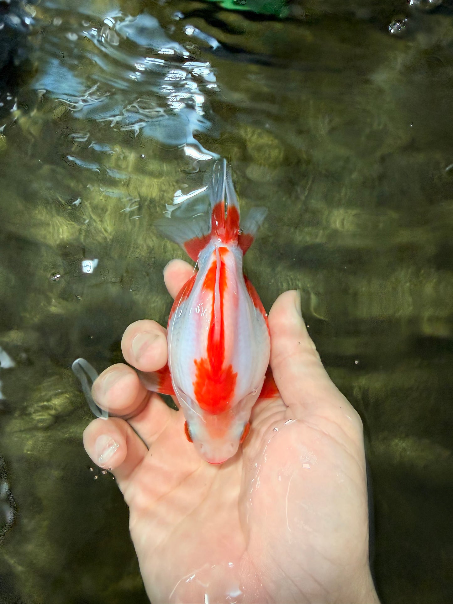 UNIQUE AAA Grade Red White Ryukin Male 4-4.5 inches #050126RK_01