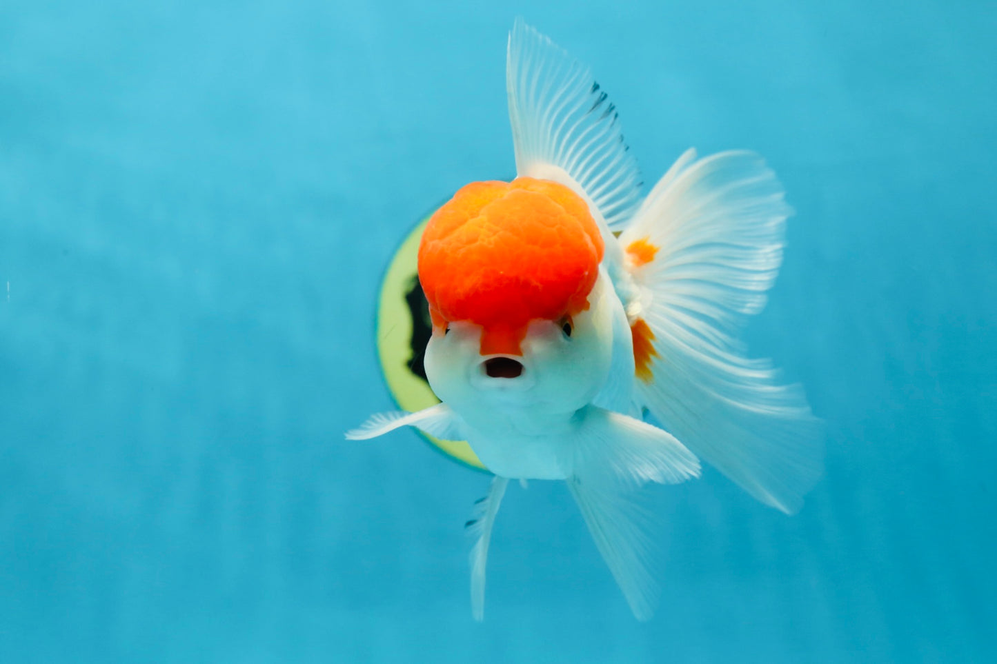 AAA Grade Red Cap Oranda Male 5 inches #050925OR_42