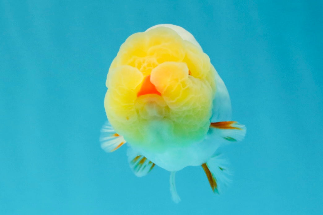 CHICKIE AAA Grade Red White Lipstick LionKing 4-4.5 inches #031326LC_11