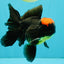 A Grade Tricolor Red Head Oranda Male 5-5.5 inches #041726OR_10
