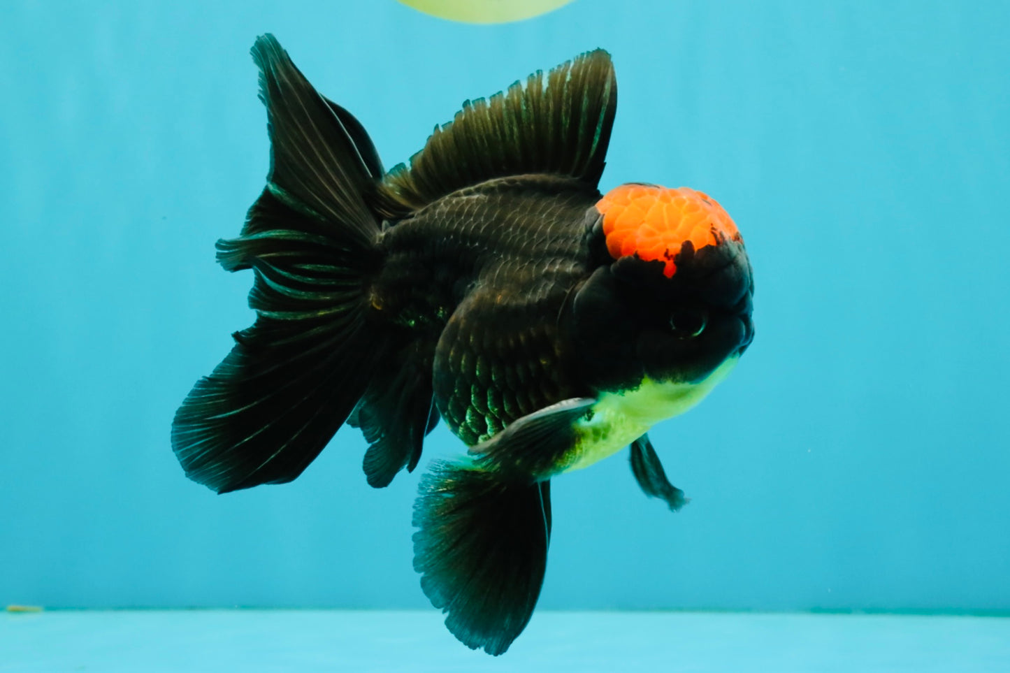 A Grade Tricolor Red Head Oranda Male 5-5.5 inches #041726OR_10