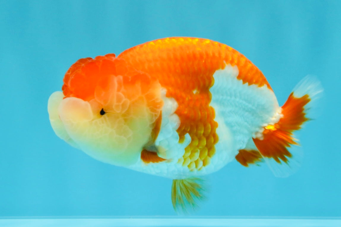 AAA Grade Peekaboo Dragon Head Red White LionQueen 4.5 inches #022726LC_27