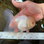 A Grade Snow White Oranda Male 5.5 inches #070425OR_16