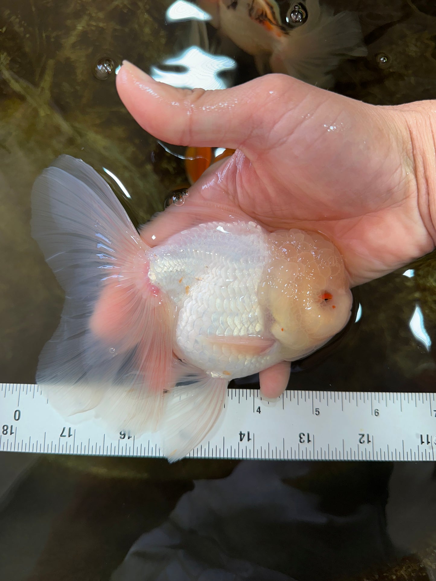 A Grade Snow White Oranda Male 5.5 inches #070425OR_16