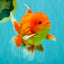 A Grade Strong Body Structure Red White Oranda Male 5-5.5 inches #062626OR_27