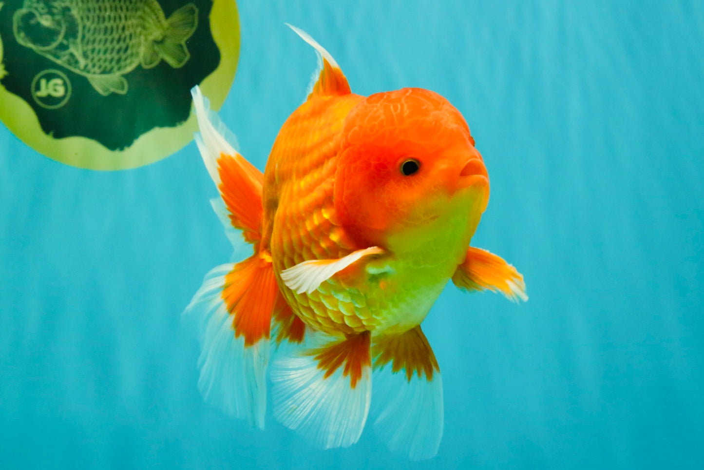 A Grade Strong Body Structure Red White Oranda Male 5-5.5 inches #062626OR_27