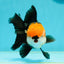 A Grade Tricolor Black Nose Oranda Male 5 inches #111524OR_22