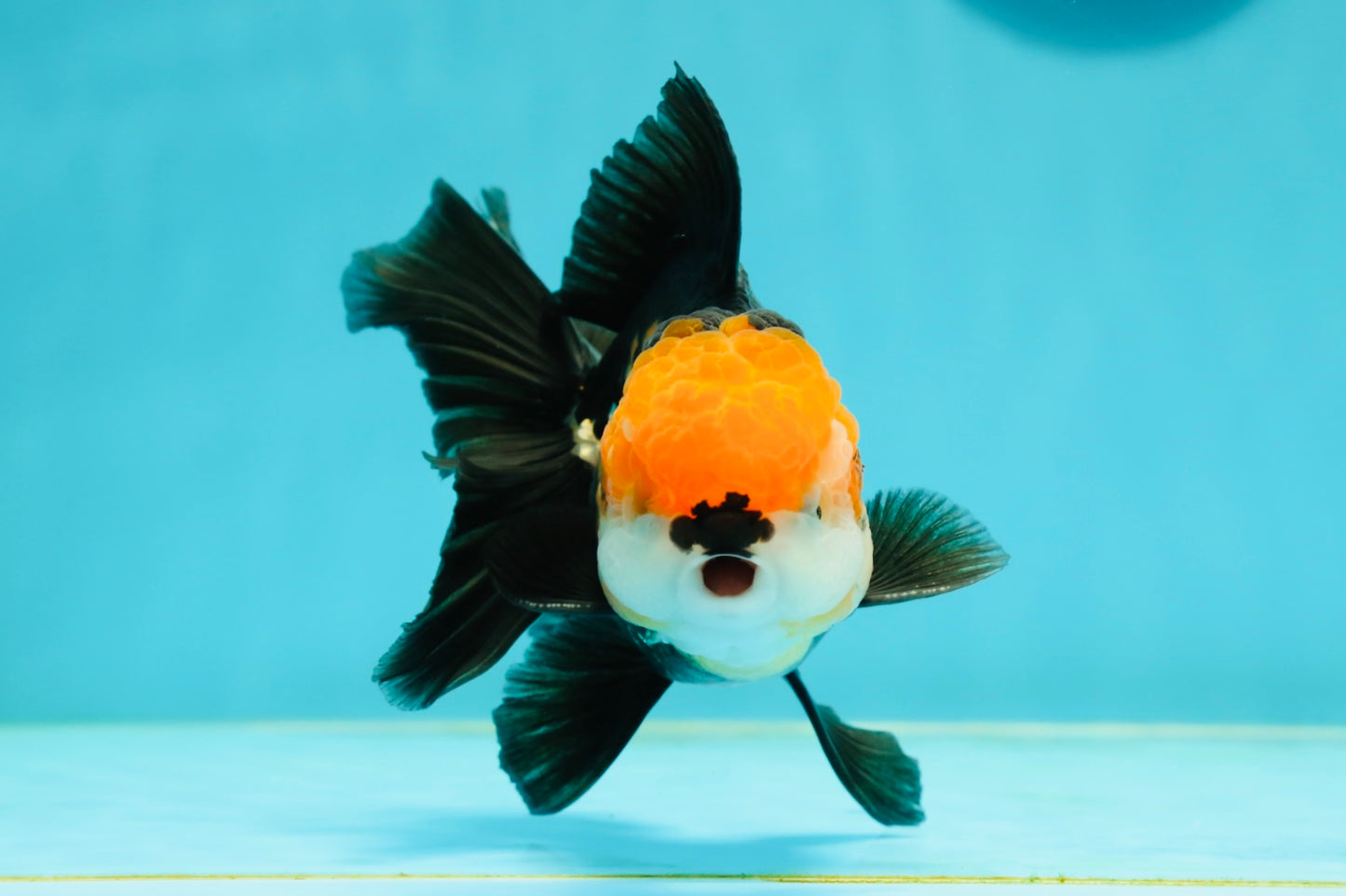 A Grade Tricolor Black Nose Oranda Male 5 inches #111524OR_22