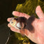 Panda Oranda Male 3.5-4 inches #1018OR_16