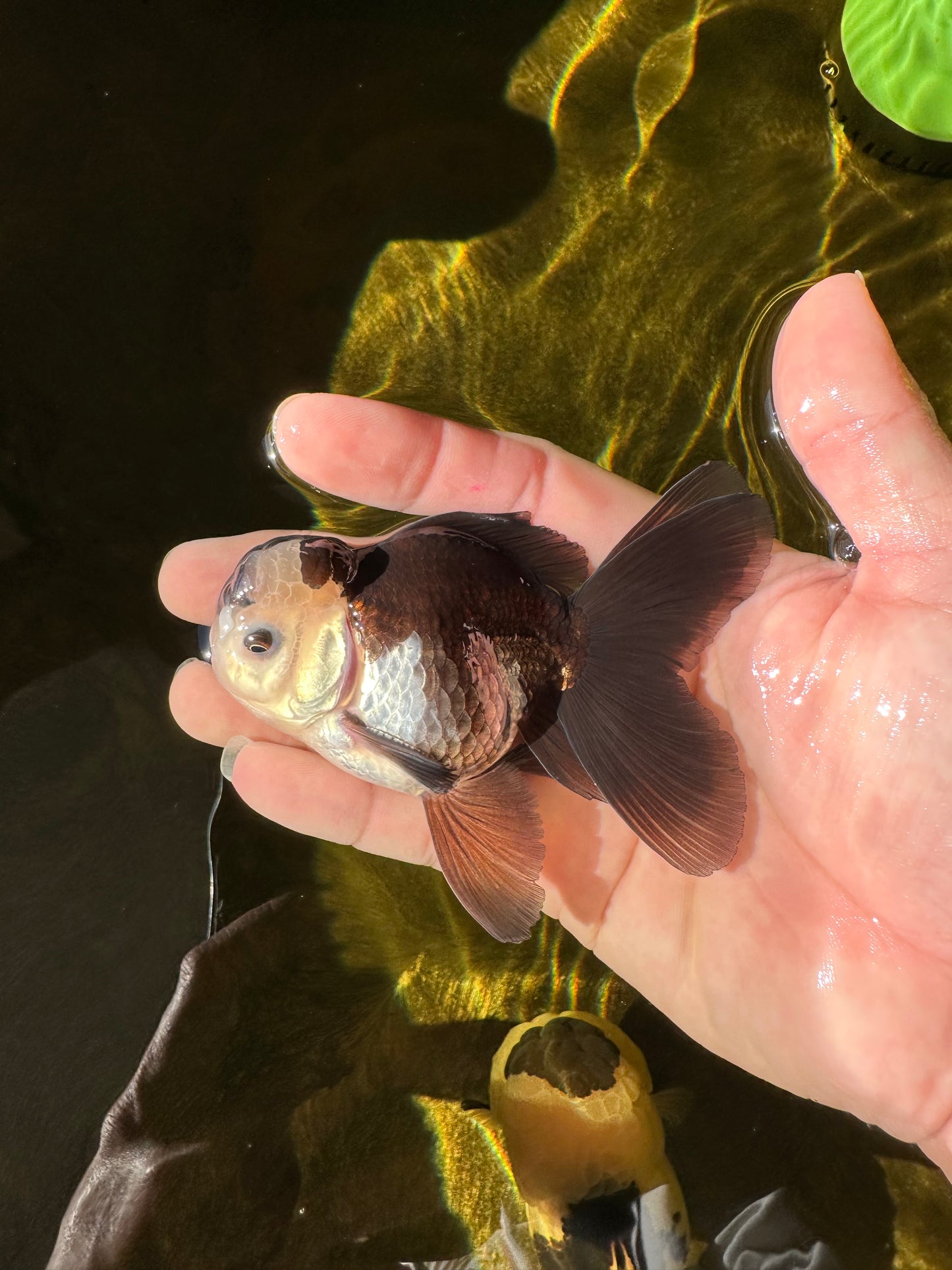 Panda Oranda Male 3.5-4 inches #1018OR_16