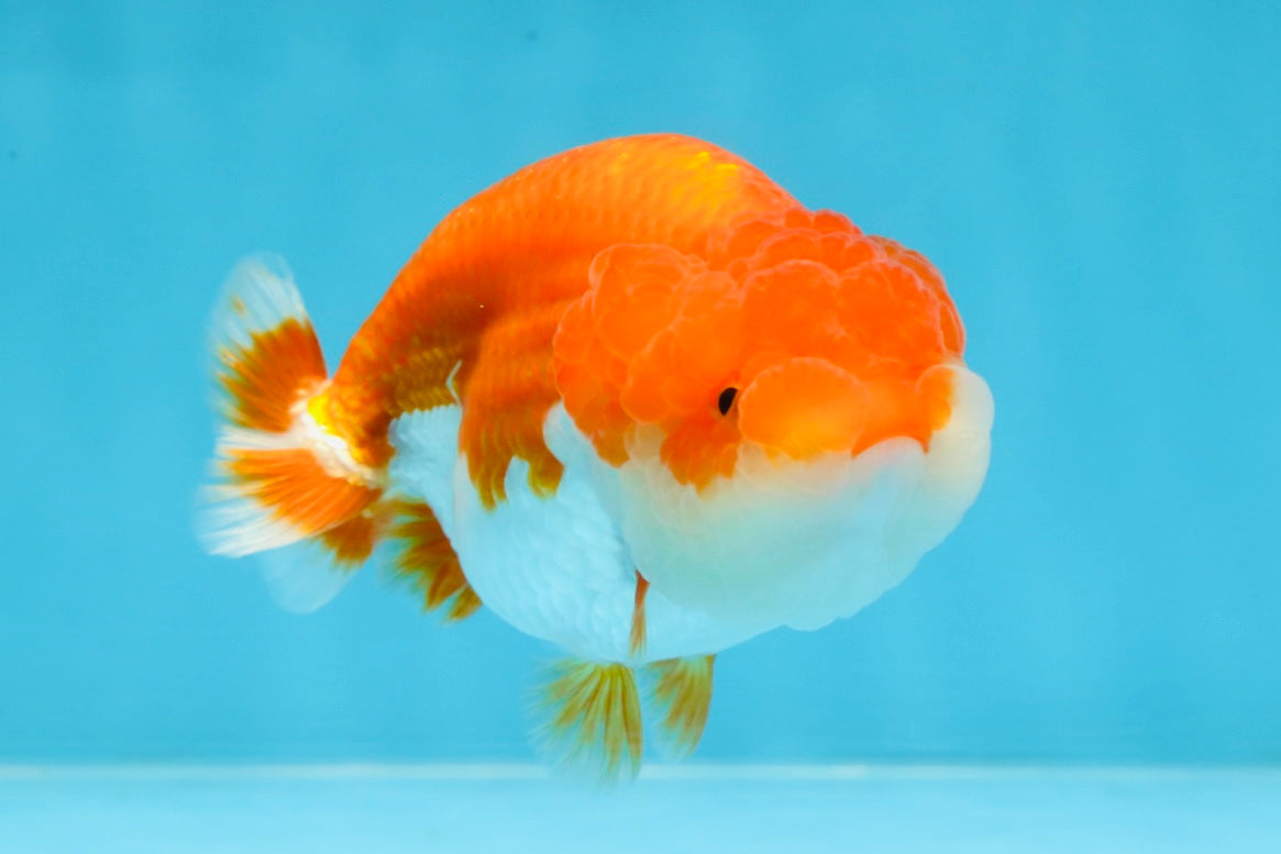 BIG WEN AAA Grade Red White LionQueen 4 inches #101725LC_06