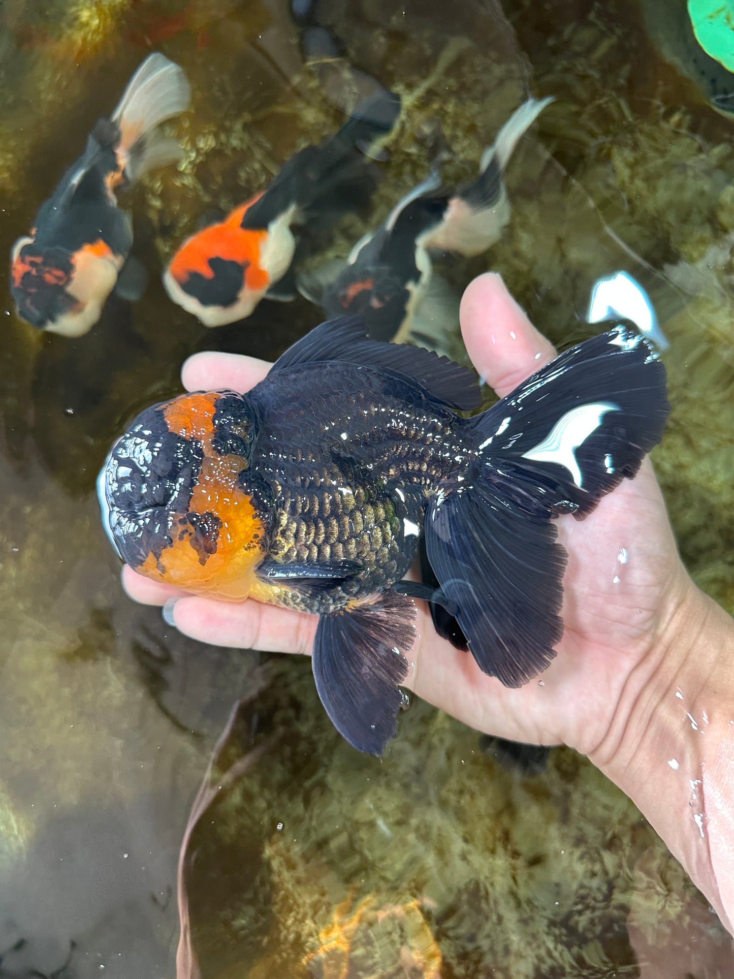 A Grade CHONKY Tricolor Oranda Male 6 inches #080125OR_26