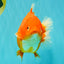 AAA Grade Strong Body Structure Red Yuanbao Male 6.5 inches #092526YB_14