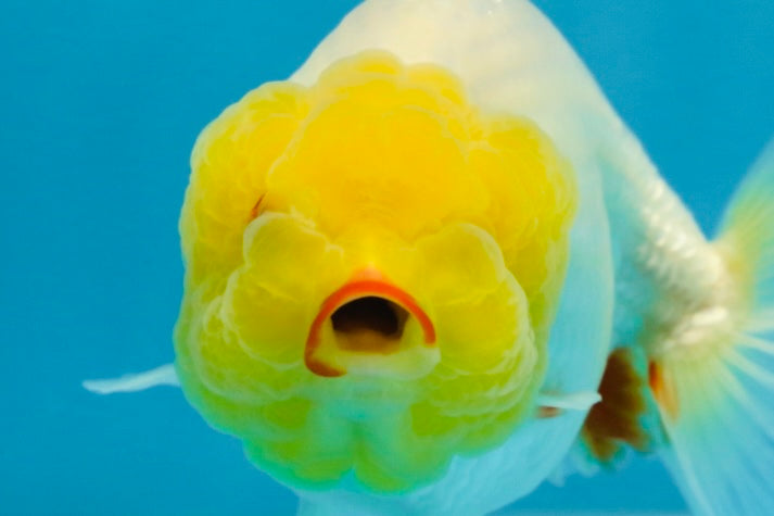 A Grade Lemonhead LionQueen 4 inches #070425LC_13