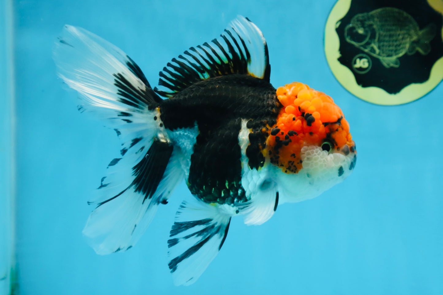 A Grade SUPER WEN Tricolor Oranda Female 6-6.5 inches #072525OR_22