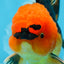 A Grade Super Mario Apache Oranda Male 5-5.5 inches #081525OR_23