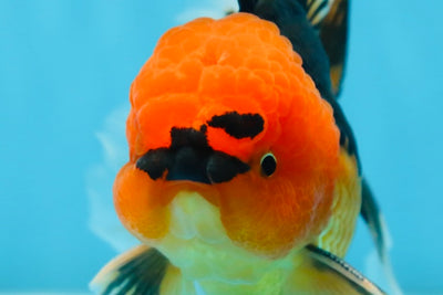 A Grade Super Mario Apache Oranda Male 5-5.5 inches #081525OR_23