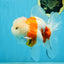 LOVELY A Grade Sakura Oranda Female 5.5 inches #102425OR_23