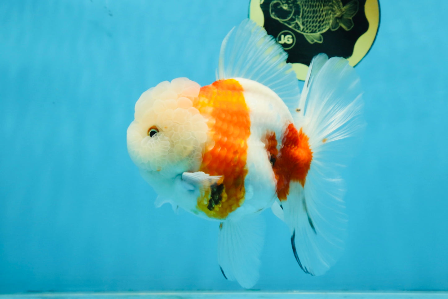 LOVELY A Grade Sakura Oranda Female 5.5 inches #102425OR_23