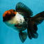 A Grade Fire Tricolor Oranda Female 5 inches #050225OR_02