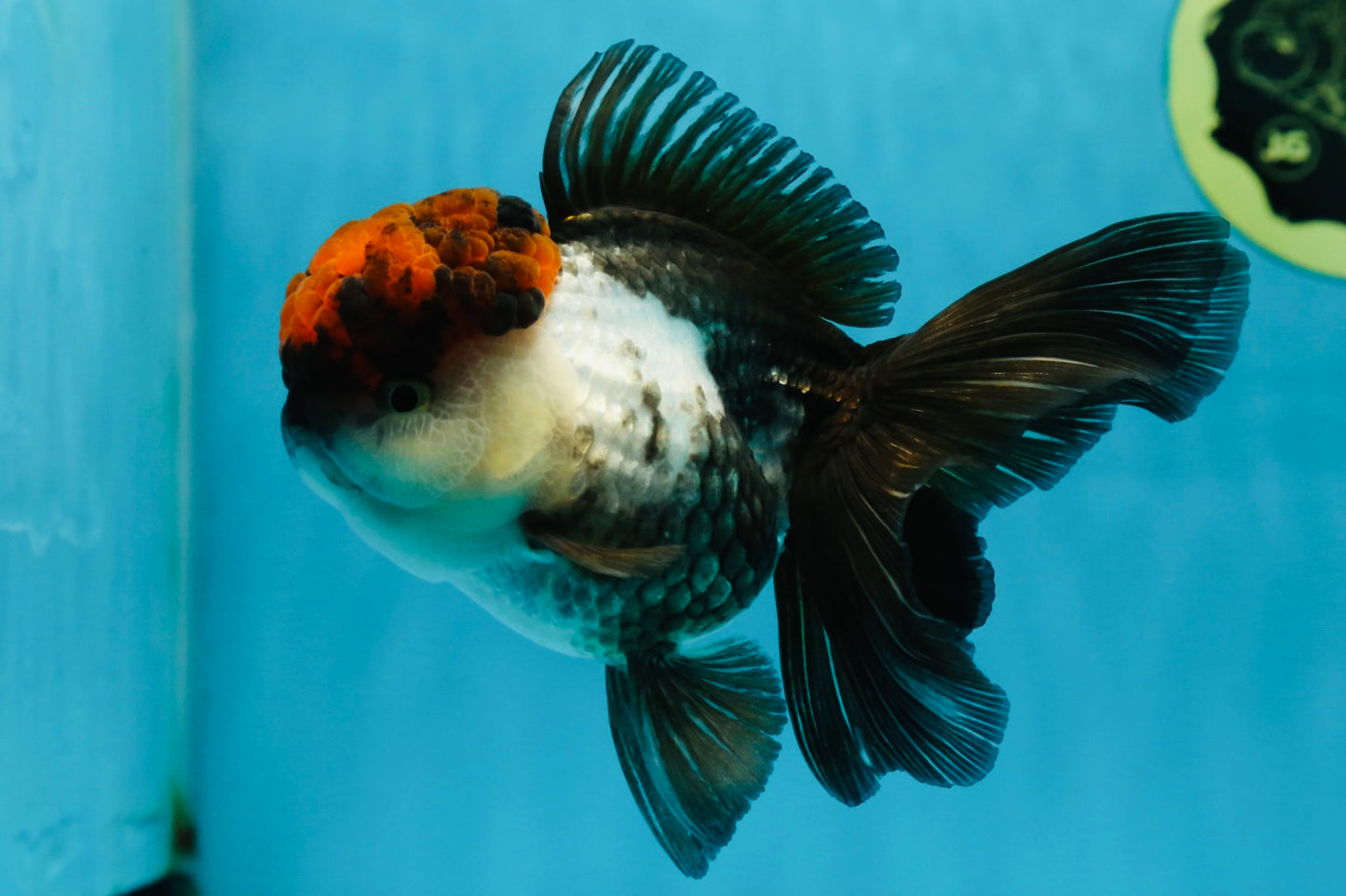 A Grade Fire Tricolor Oranda Female 5 inches #050225OR_02