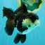 UNIQUE Panda Oranda Female 5-5.5 inches #041726OR_09