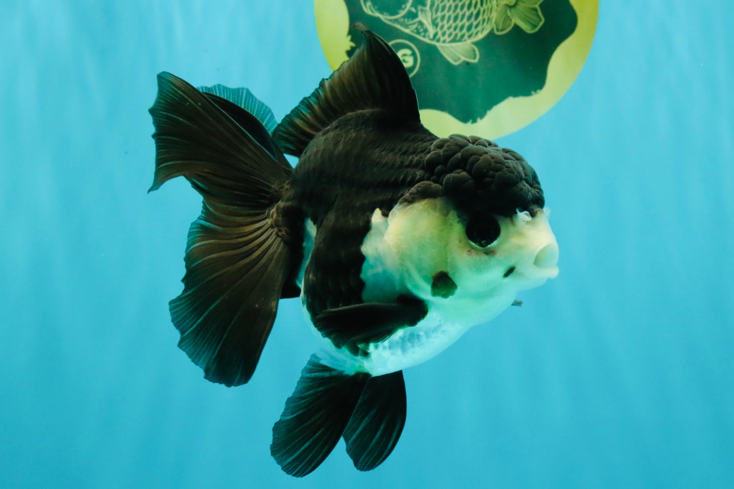 UNIQUE Panda Oranda Female 5-5.5 inches #041726OR_09