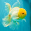 A Grade White Oranda Male 5.5-6 inches #080726OR_11