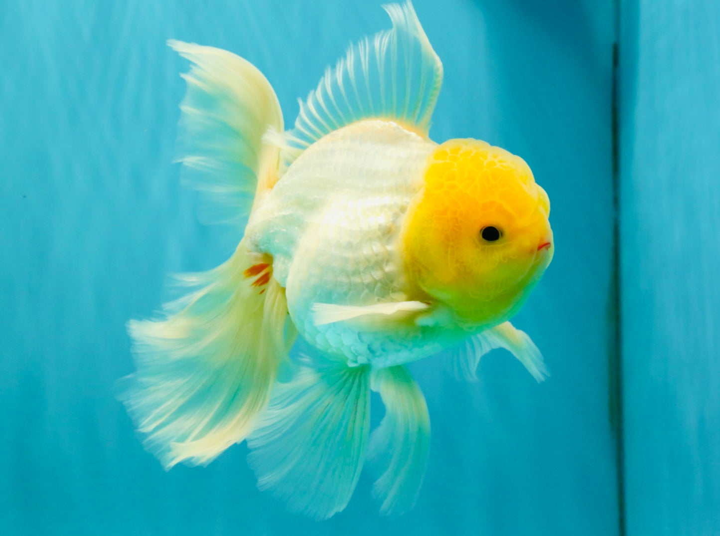 A Grade White Oranda Male 5.5-6 inches #080726OR_11