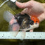 A Grade Red Head Tricolor Oranda Male 5.5 inches #112224OR_10