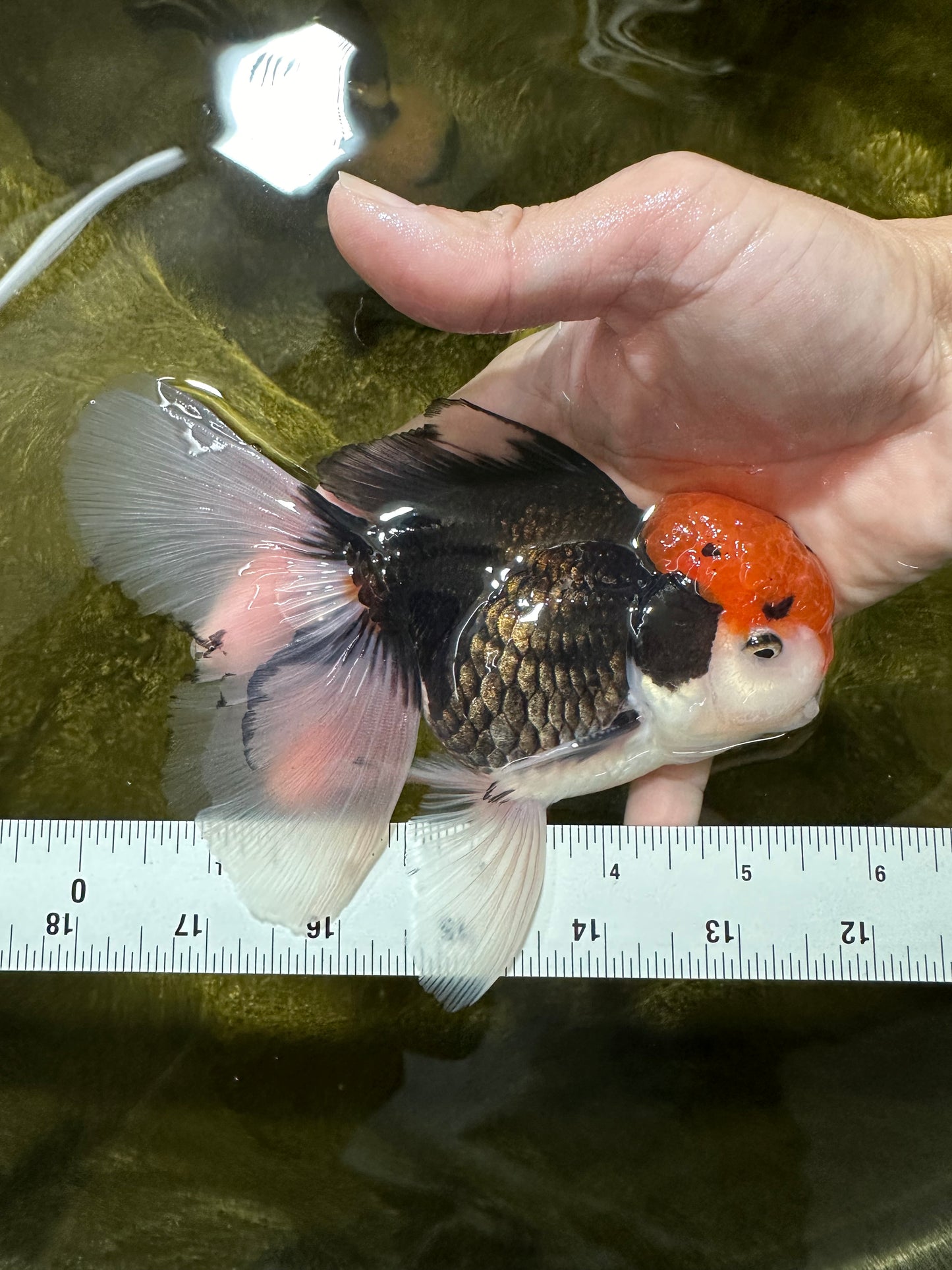 A Grade Red Head Tricolor Oranda Male 5.5 inches #112224OR_10