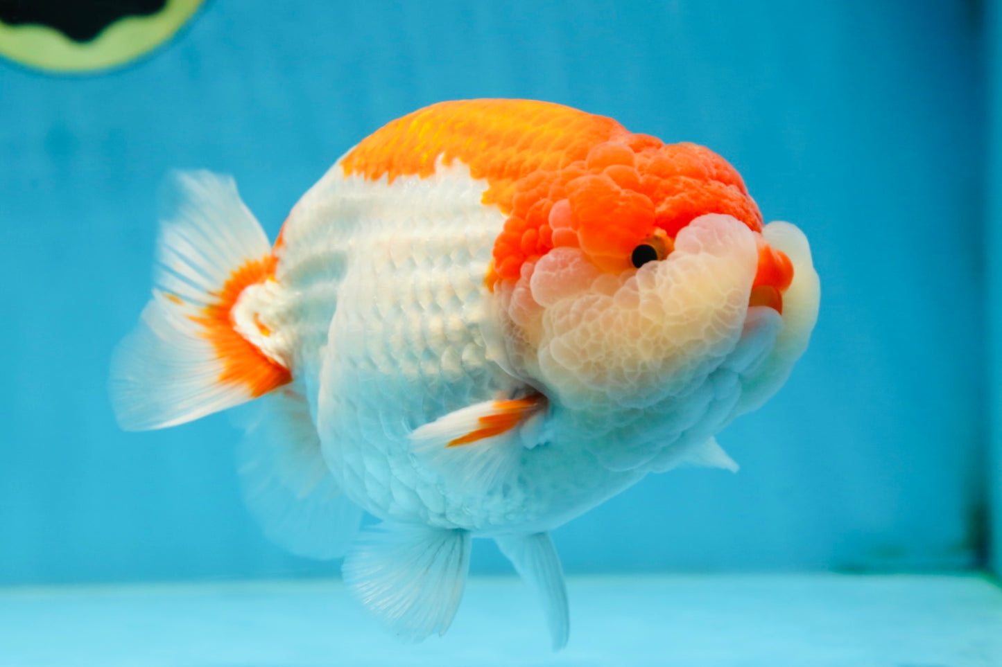 AAA Grade Red White LionKing 5.5-6 inches #081525LC_01