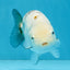 White Sakura Chinese Ranchu Female 4.5-5 inches #112825RC_13