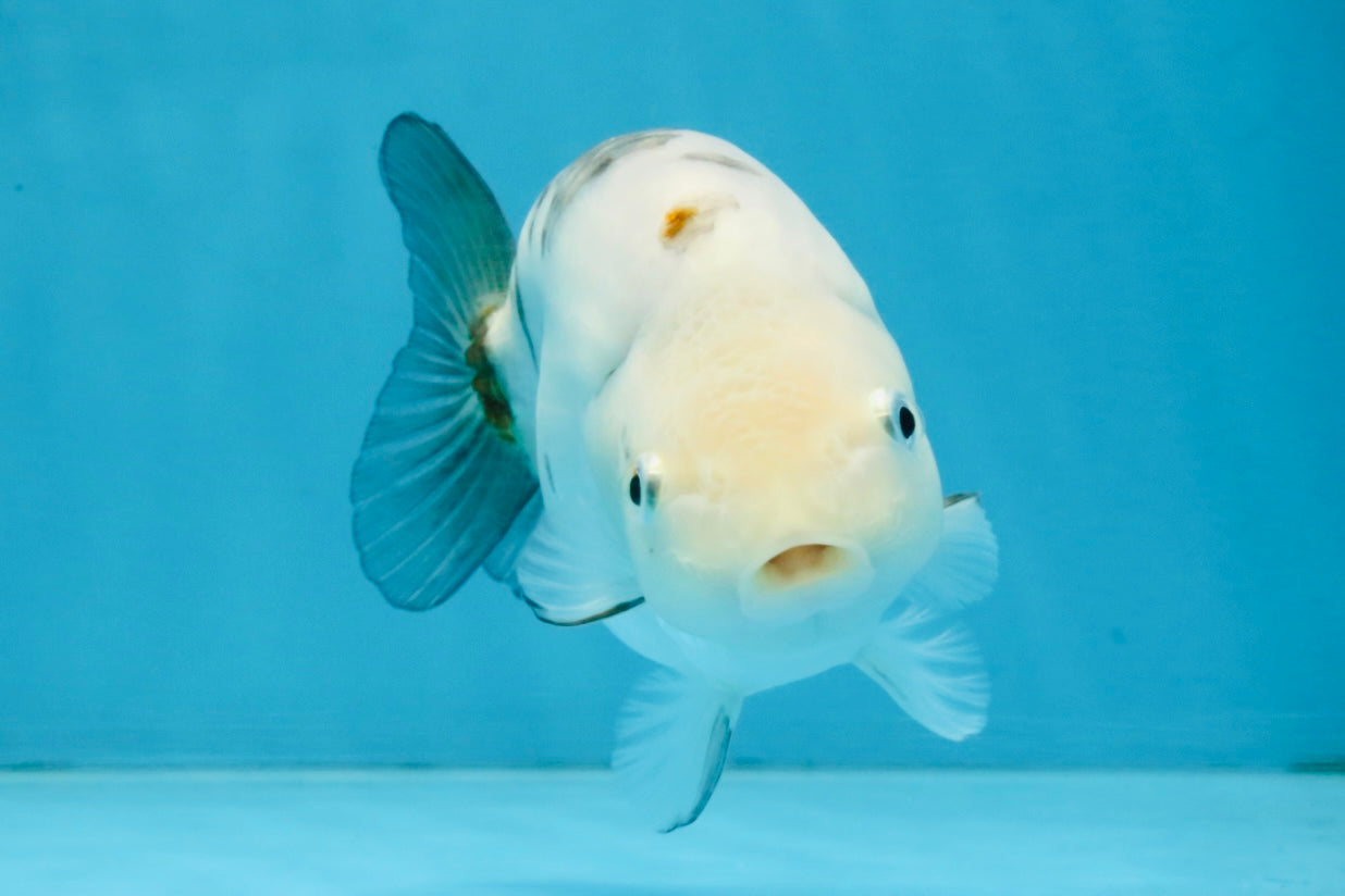 White Sakura Chinese Ranchu Female 4.5-5 inches #112825RC_13