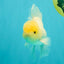 A Grade White Oranda Male 5-5.5 inches #102326OR_20