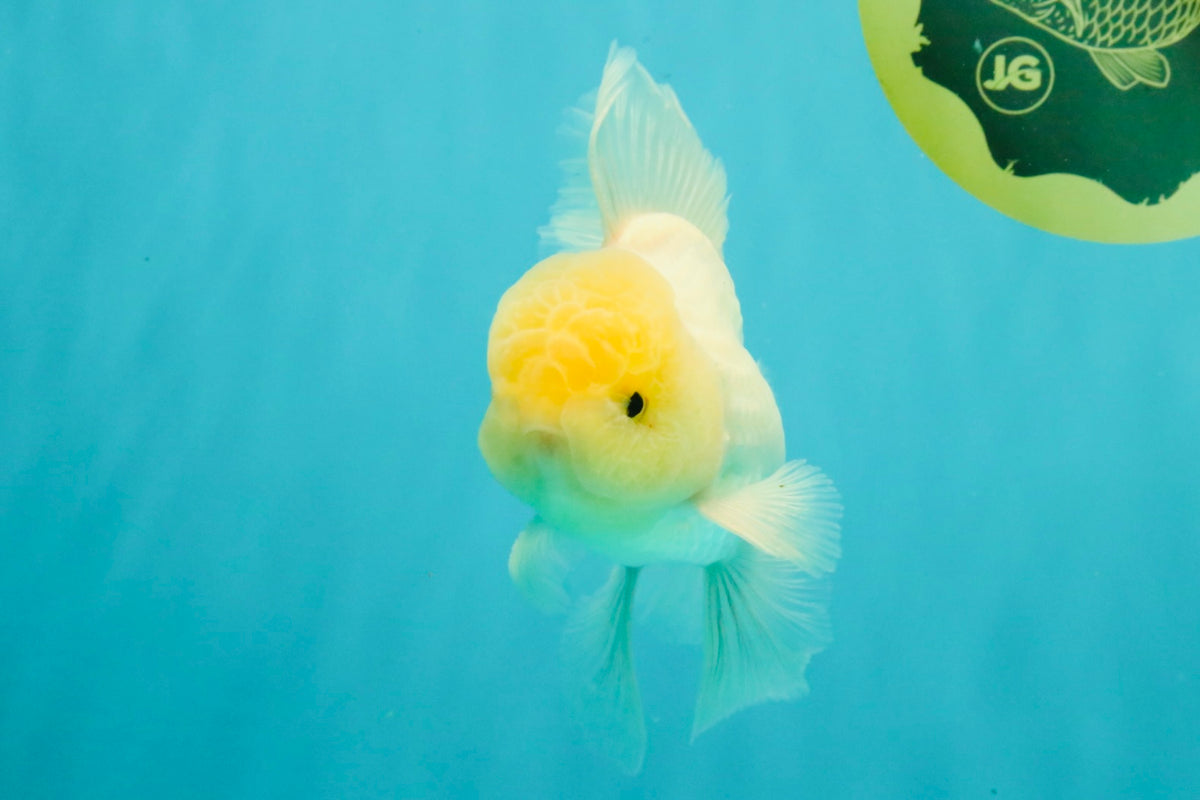 A Grade White Oranda Male 5-5.5 inches #102326OR_20