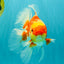 A Grade Red White Oranda Female 5.5 inches #071726OR_20